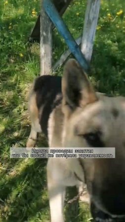 восточноевропейская овчарка. вспоминаем команды