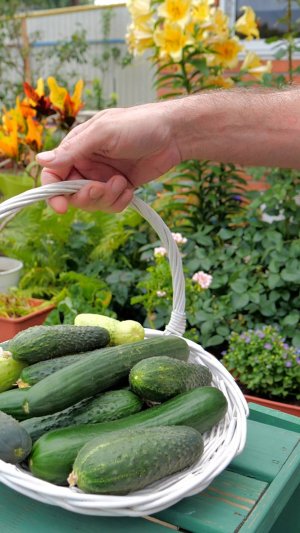 Что посеять в начале июня в открытый грунт? 🥒🥬🌱