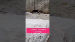 Собачке нужна помощь
