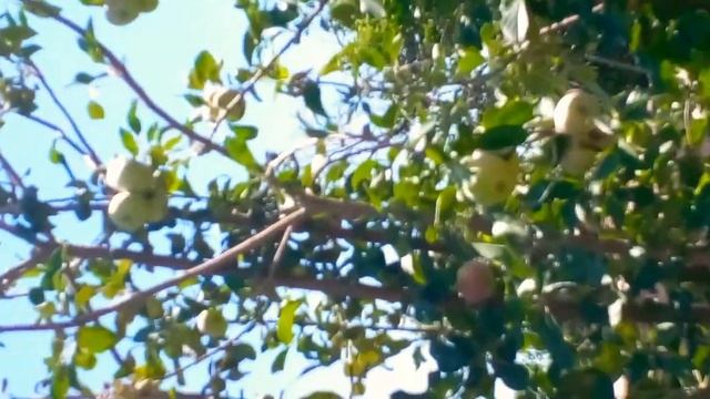 мой сад 🏡 смотреть онлайн