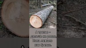 притча о трёх деревьях