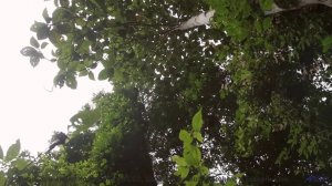 Природа в спектрах, невидимых человеческому глазу - технологии открывают тайны! - Сосудосуженный (fe