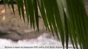 Что на самом деле происходит в этом лесу Это невероятно! - Avispa (XXIII) -- opo -- Estudios Indigen