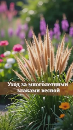 Уход за многолетними злаками весной #злаки #многолетники