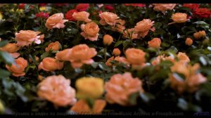 Кадры природы через призму нейросети - новый взгляд на реальность! - Haunted House -- Quint Baker --