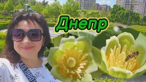 ❤️ДНЕПР ‼️ТЮЛЬПАНОВЫЕ ДЕРЕВЬЯ🌹ЧУДО ПРИРОДЫ 🥀24.05.2025