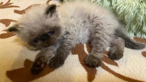 Котики