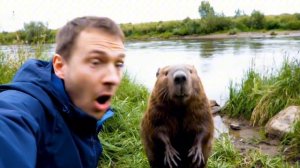 Бобёр научился говорить