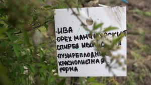 Свыше 10 тысяч деревьев и кустарников планируется высадить в Новосибирске