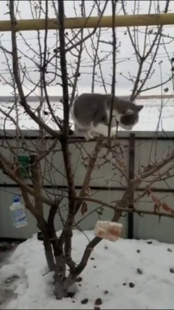Смешные коты #57-5