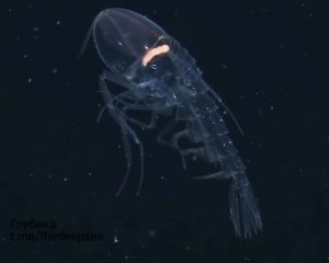 Кристаллический амфипод (Cystisoma spp.) — глубоководный ракообразный с почти полностью прозрачны...