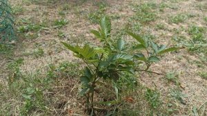 Ежевика молодая