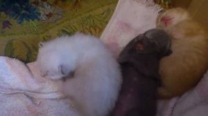 Маленькие заботы большой Клеопатры.