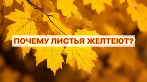 Почему желтеют листья обучение для детей
