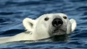 Белый медведь прeслeдовал человeка в лодке. То что случ?