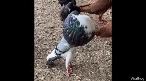 His Brain Turned Off at The Worst Time