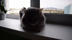 Курильский Бобтейл показал свою ПРЕДАННОСТЬ