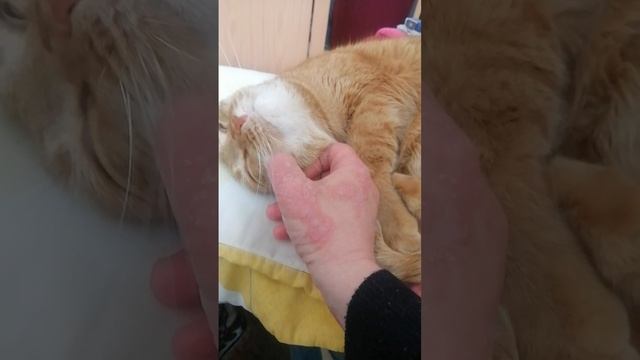 Моё рыжее солнышко