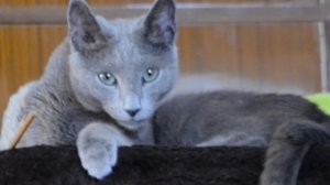 «Сидела женщина с котом»