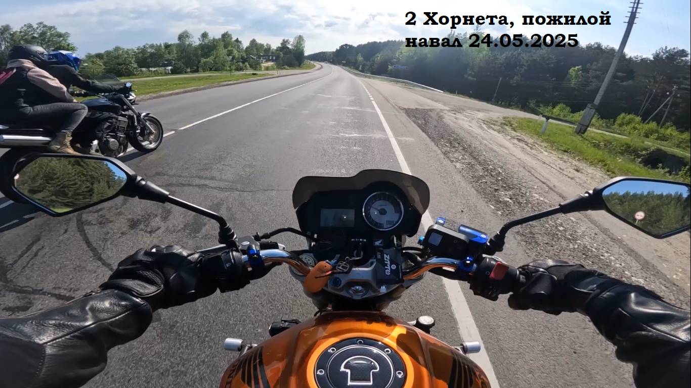 2 Хорнета, пожилой навал Ковернино - Семенов - Городец 24.05.2025