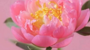 Моя душа торопится. Марио де Андраде