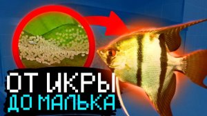 Икра СКАЛЯРИЙ: От ИКРЫ До МАЛЬКА |Разведение скалярий | АКВАРИУМНЫЕ РЫБКИ 774