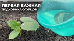 Первая ВАЖНАЯ ПОДКОРМКА ОГУРЦОВ, что внести для богатого урожая?