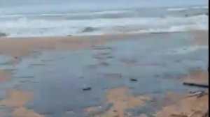 Ужасная экологическая катастрофа на Чёрном море