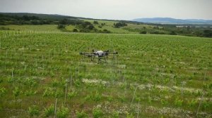 Услуги пръскане с дрон в селското стопанство. ООД Копт