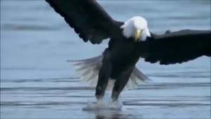 Red Shadow Singers - Eagle Song