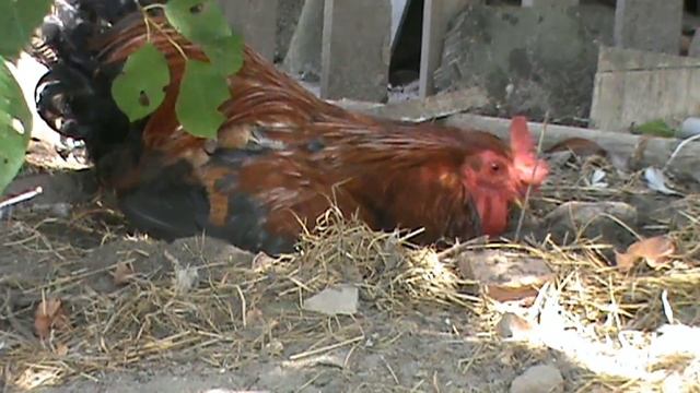 побег из курятника ! смотреть онлайн