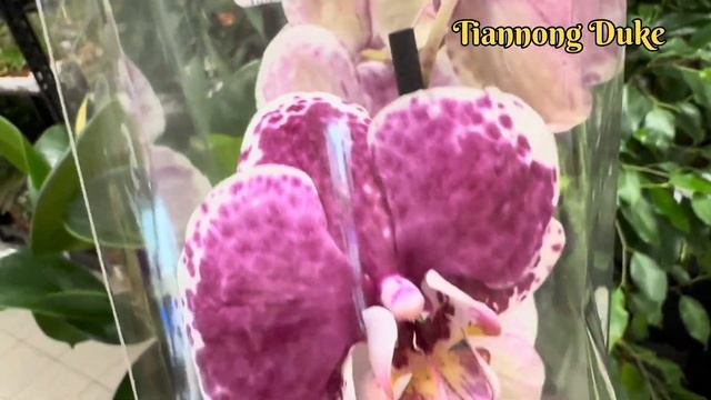 💙💛ОРХОНАСОЛОДА🙌супер ціна та якість👍ОРХІДЕЇ з назвами Exotic Flora на Клеманській, 3 смотреть онлайн