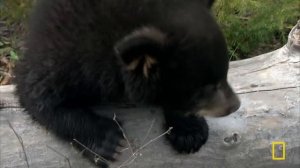 Black Bear Invasion (Full Episode) | America the Wild | Nat Geo Animals