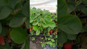 Ошибка наша и многих клубничников, в выращивании клубники КСД сортов!