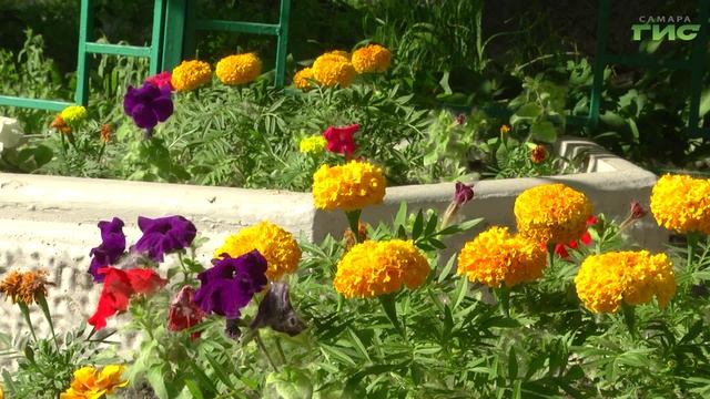 Самарский цветочный бум: все больше горожан украшают свои дворы