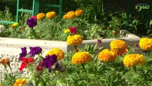 Самарский цветочный бум: все больше горожан украшают свои дворы