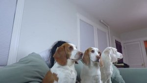 Cute Dogs Knocking People Out Vol. IV
