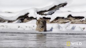 A National Park's Frigid Winter (Full Episode) | Wild Yellowstone | Nat Geo Animals