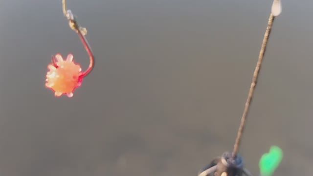 ЛОВИМ МЕСТНОГО ЛАПЫРЯ НА "КОРОНАВИРУС"! Рыбалка на фидер и поплавок в нерестовый запрет.