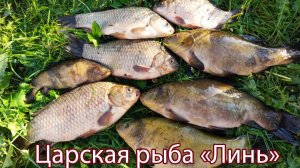ЛОВЛЯ ЦАРСКОЙ РЫБЫ!!!!