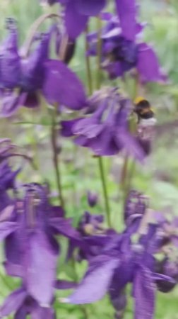 Шмель мохнатый #nizuvivideo #природа