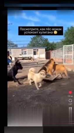 Вожак стаи решала