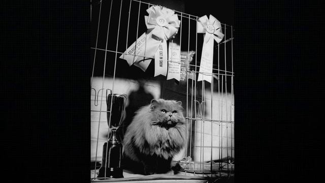 50 редких ретро фотографий кошек: удивительные кадры и?