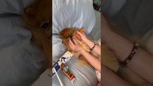 Чистим зубы шпицу 🪥🦷