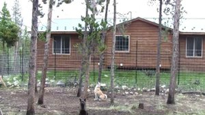 West Siberian Laika (западно-сибирская лайка) "Kilbe" and "Anya" treeing a squ