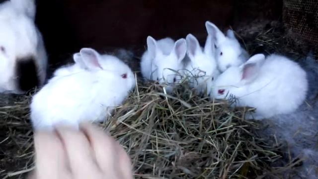 Кроляшки! Дашины ми-ми-мишки! смотреть онлайн