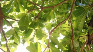 Ланфрен ланфра (Лети моя голубка) Песни из кино 70-80х Ва?