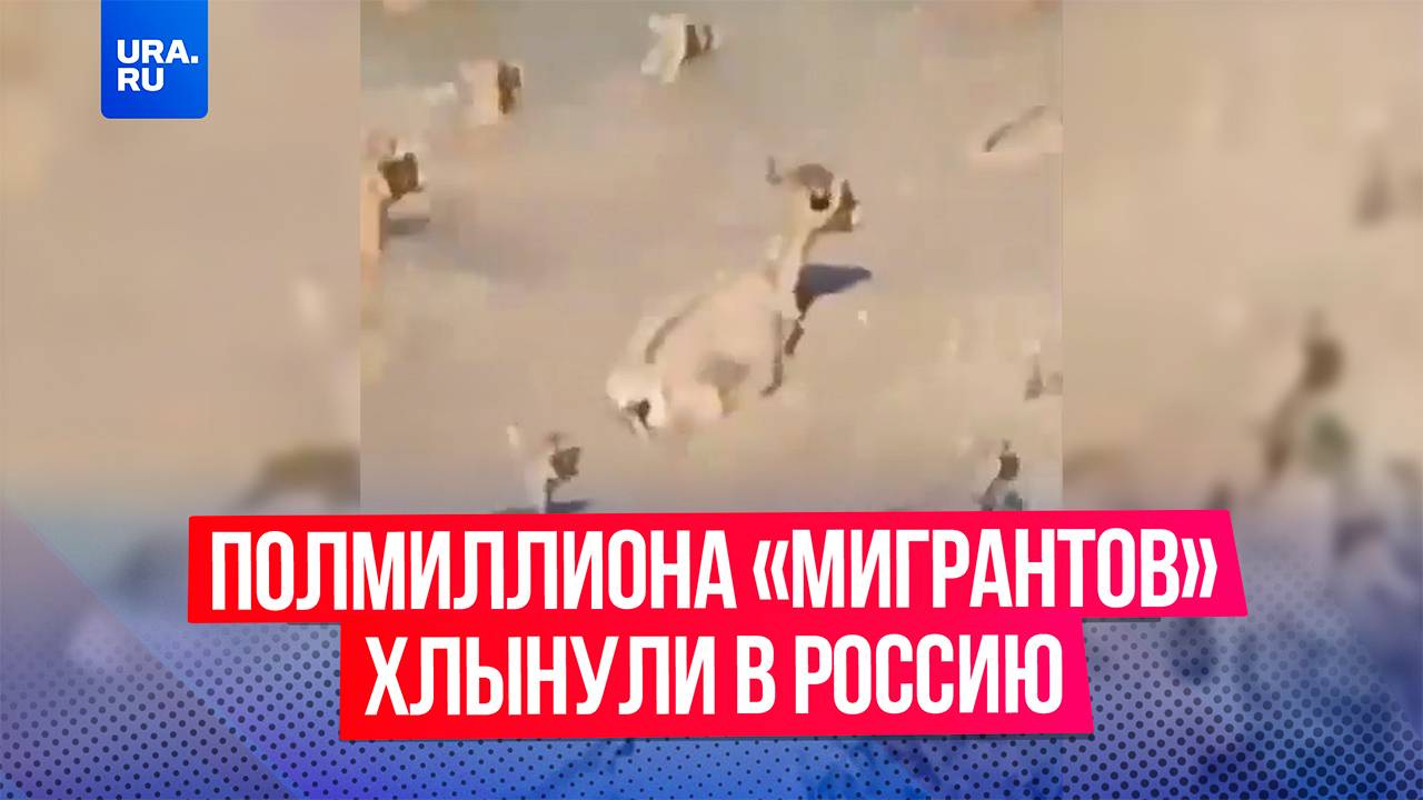 Более полмиллиона сайгаков мигрировали из Казахстана в Россию