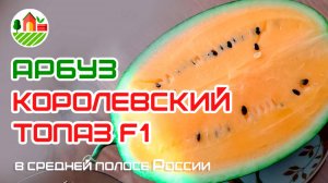 Арбуз Королевский Топаз F1 в средней полосе России. 27.07.2024
