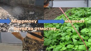 Работа по отмостке немного продвинулась. Но, опять Маррмоку мешали  помидоры,  пора высаживать